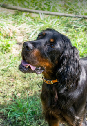 Adopter Tora