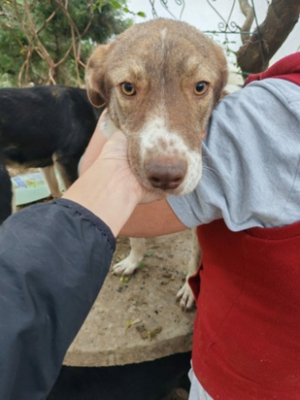 Adopter Tosca
