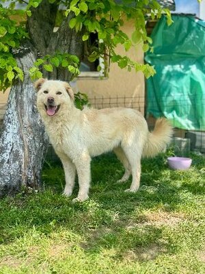 Adopter Toscane