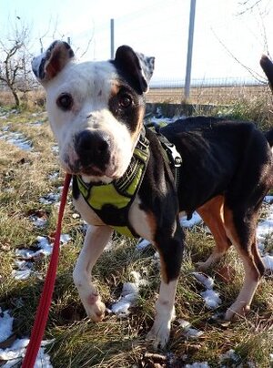 Adopter Tossaia
