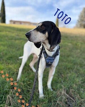 Adopter Toto