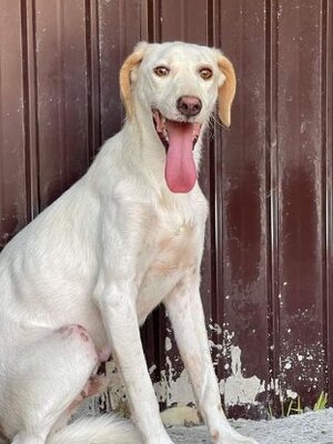 Adopter Touffu