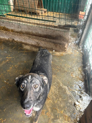 Adopter Toughy