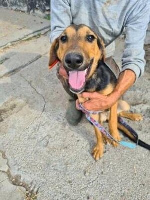 Adopter Toula