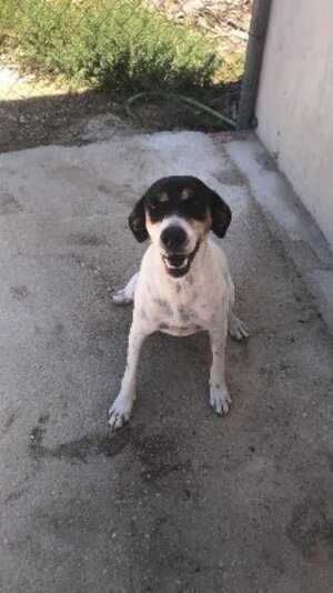 Adopter Triana