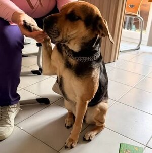 Adopter Tsuki