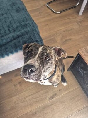 Adopter Tuco