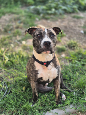 Adopter Tuco