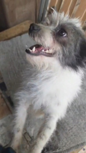 Adopter Tulfut