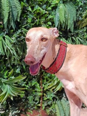 Adopter Turauesa