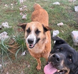 Adopter Twix