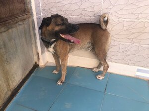 Adopter Tyson