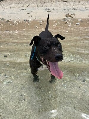 Adopter Tyson