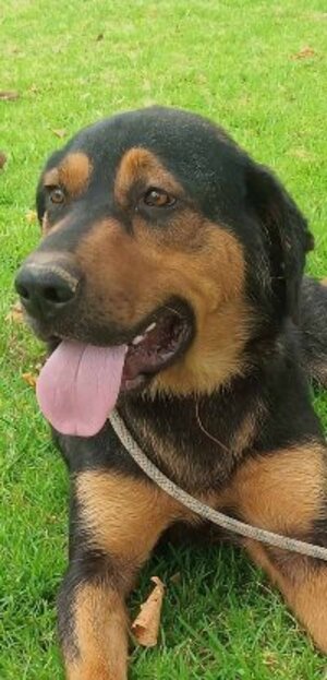 Adopter Ugo
