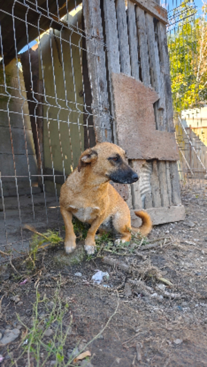Adopter Uka