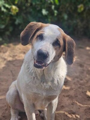 Adopter Ulices