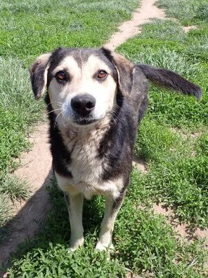 Adopter Ulysse