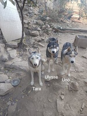 Adopter Ulysse