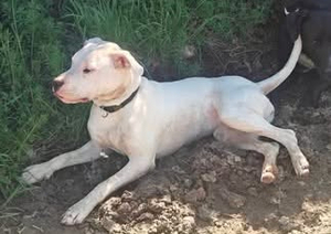 Adopter Umy