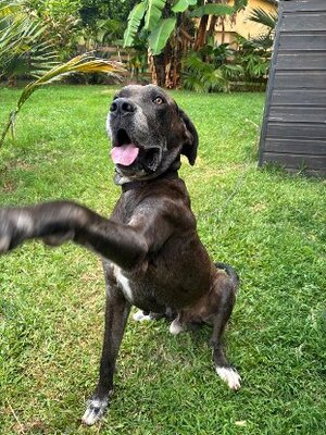 Adopter Vaïko