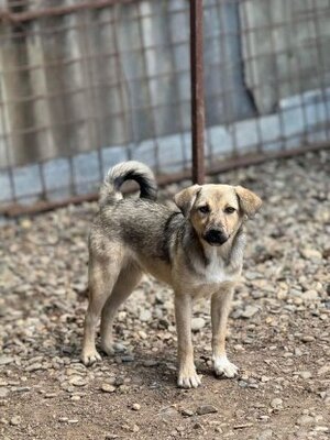 Adopter Valdor