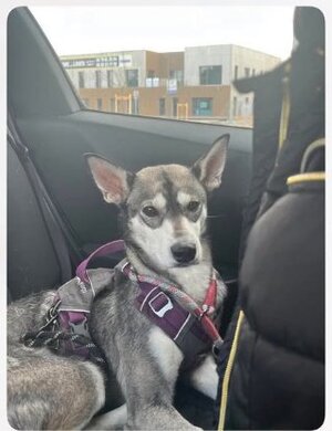 Adopter Valka