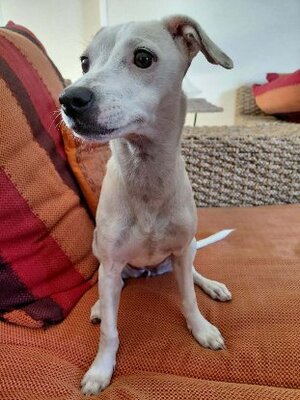 Adopter Vanille