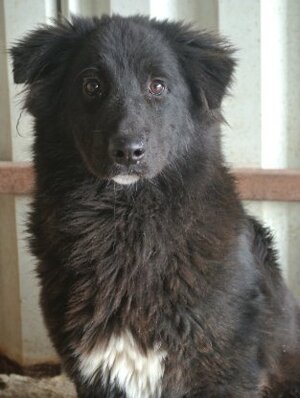 Adopter Vasco