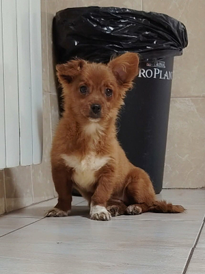 Adopter Vega