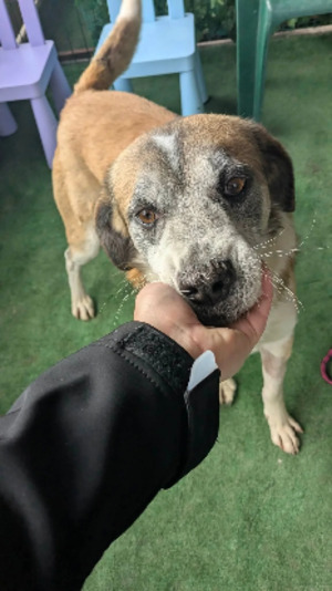 Adopter Vegas