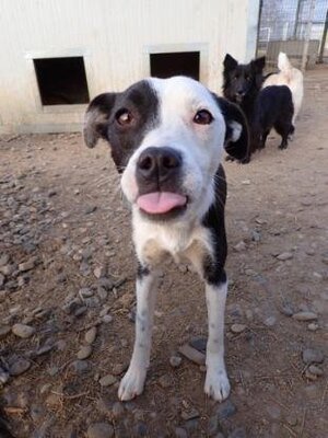Adopter Velyka