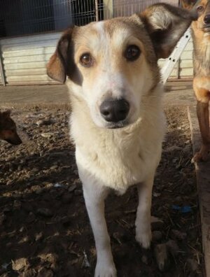 Adopter Venus