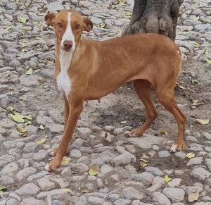 Adopter Vénus