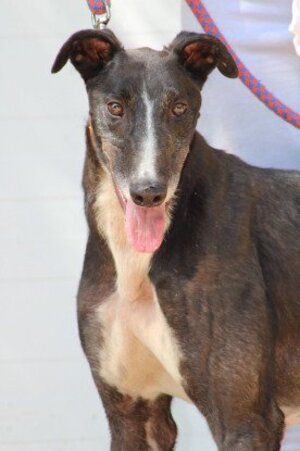 Adopter Versace