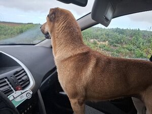 Adopter Vichy