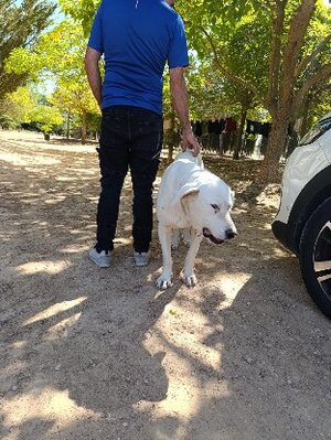 Adopter Vida