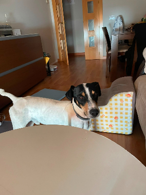 Adopter Vincent