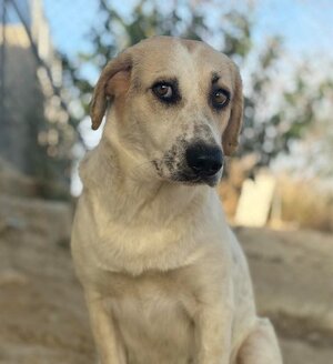 Adopter Violeta
