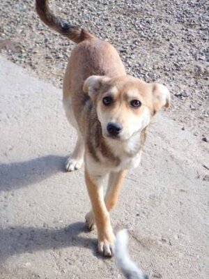 Adopter Vitanie