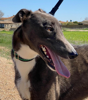 Adopter Vito