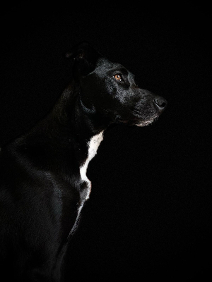 Adopter Volt