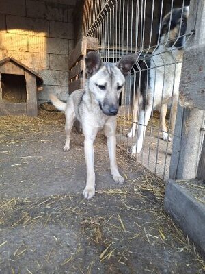 Adopter Vulca