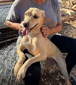 Adopter Wendy