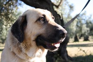 Adopter Wika
