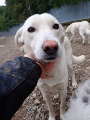 Adopter Wikie