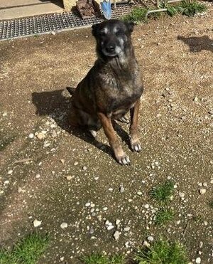 Adopter Win