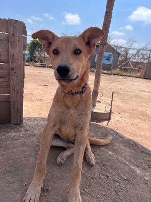 Adopter Winny