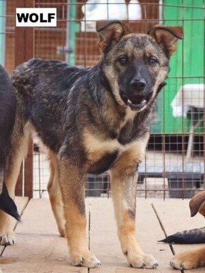 Adopter Wolf