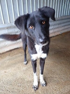 Adopter Yami