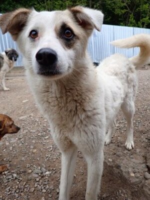 Adopter Yellow